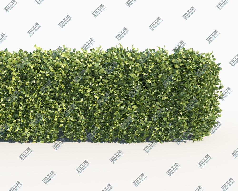 images/goods_img/202104023/Scatterable Hedge/3.jpg